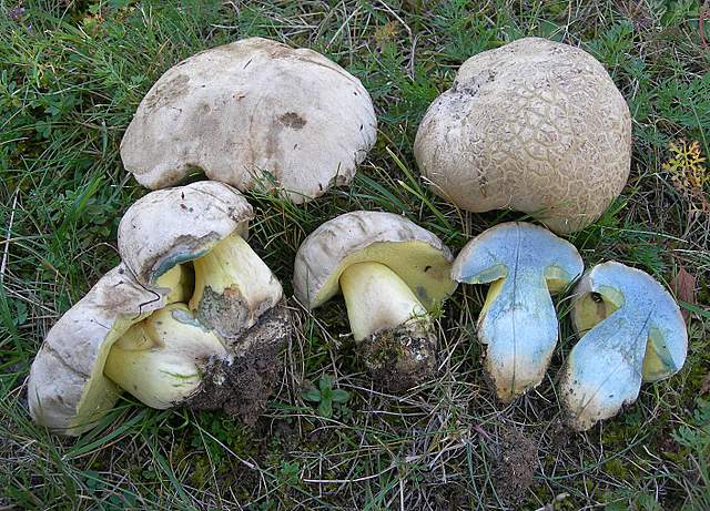 Funghi degli areali esposti